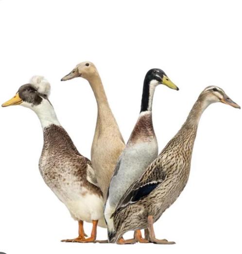 Gezocht: 2/3 loopeend pullen (ophalen vanaf 14 augustus), Dieren en Toebehoren, Pluimvee, Eend, Vrouwelijk