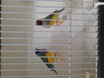 Goulds gould amadine, Dieren en Toebehoren, Vogels | Overige Vogels, Meerdere dieren, Geringd