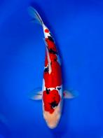 VHQ Jumbo Tosai Doitsu Sanke 40cm Japanse koi