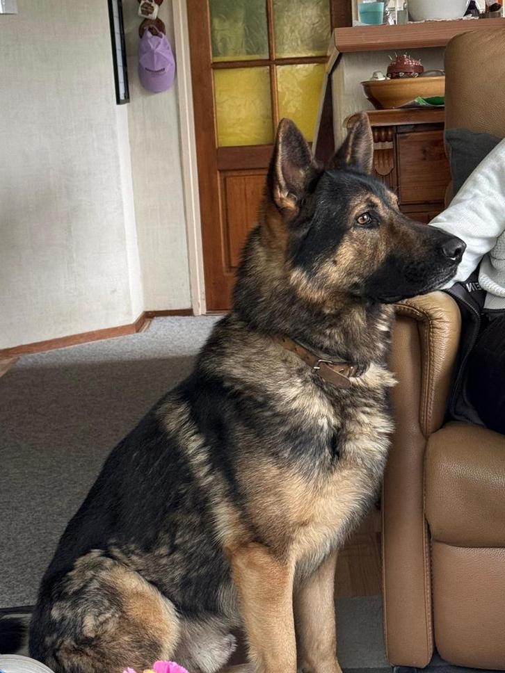 Duitse herder, Dieren en Toebehoren, Honden | Herdershonden en Veedrijvers, Reu, Herder, Particulier, Eén hond, Nederland, 3 tot 5 jaar