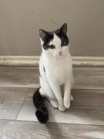 Poezen te koop, Dieren en Toebehoren, Katten en Kittens | Raskatten | Korthaar, Poes