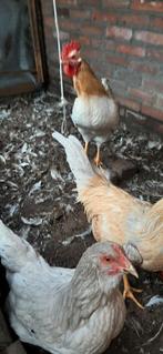 Te koop 2 jonge hanen, Dieren en Toebehoren, Pluimvee, Mannelijk, Kip