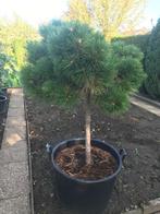 Pinus, Sequoia, Vijg, Goji struiken, Tuin en Terras, Planten | Bomen, Bloeit niet, Overige soorten, 100 tot 250 cm, Ophalen