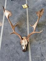 gewei damhert, taxidermi 90x90 cm op schild, Ophalen of Verzenden, Nieuw, Hert, Gewei of Kop