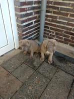 Stoere én lieve Cane Corso pups met paspoort, Parvo, Nederland, Overige rassen, 8 tot 15 weken