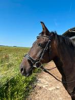 Hoofdstel cob, Ophalen of Verzenden, Zo goed als nieuw, Dressuur