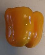 Paprika Yellow Californian wonder zaden BIO 15x, Ophalen of Verzenden, Voorjaar, Volle zon, Zaad