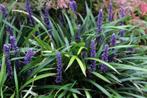 Liriope muscari - paars leliegras – groenblijvend, Tuin en Terras, Planten | Tuinplanten, Overige soorten, Vaste plant, Ophalen of Verzenden