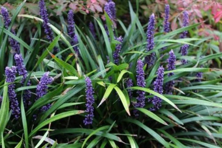Liriope muscari - paars leliegras – groenblijvend, Tuin en Terras, Planten | Tuinplanten, Vaste plant, Overige soorten, Halfschaduw