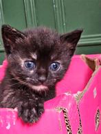 kitten te koop, Dieren en Toebehoren, Katten en Kittens | Overige Katten, Poes, Kortharig