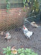 Wyandotte zilver zwart van 2024, Dieren en Toebehoren, Pluimvee, Meerdere dieren, Kip