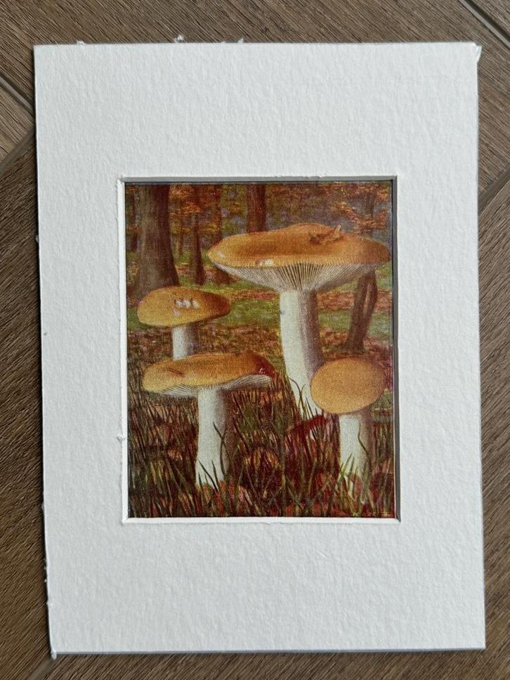 1932 OUD Litho paddestoel1932 Geelwitte russula, Antiek en Kunst, Kunst | Etsen en Gravures, Ophalen of Verzenden