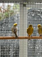 Lizard  kanarie, Dieren en Toebehoren, Vogels | Kanaries, Meerdere dieren, Postuurkanarie