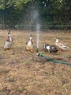 Loopeenden en kwakers, Dieren en Toebehoren, Meerdere dieren, Eend