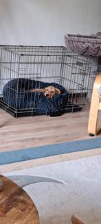 Nieuwe Honden Bench zeer mooi!, Dieren en Toebehoren, Hondenbenches, Ophalen, Nieuw