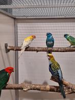 Diverse soorten vogels bij vogelhandel Tuinstra., Dieren en Toebehoren, Vogels | Parkieten en Papegaaien