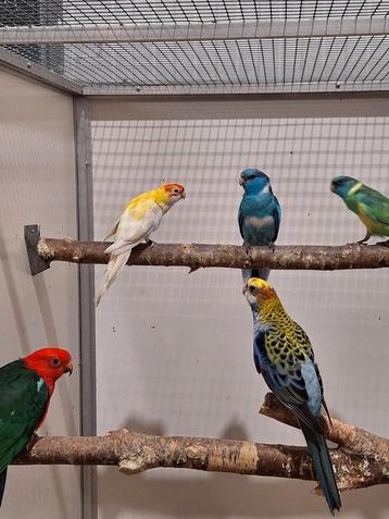 Diverse soorten vogels bij vogelhandel Tuinstra.  beschikbaar voor biedingen