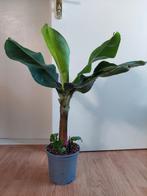 Musa Dwarf Cavendish - Bananenplant H: 75 cm., Ophalen, Overige soorten, Halfschaduw, Minder dan 100 cm