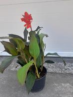 Canna's op pot te koop in alle kleuren, Ophalen of Verzenden, Voorjaar, Volle zon, Wortelstok