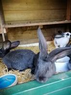 Kruising lotharinger x vlaamse reus, Dieren en Toebehoren, Konijnen, Meerdere dieren, Groot