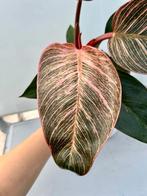 Philodendron Pink Bikini - Zeldzame Kamerplant, Overige soorten, In pot, Minder dan 100 cm, Groene kamerplant