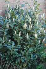 Grote laurier struik, Ophalen, Laurier, Struik, 250 cm of meer