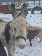 Lieve drachtige kleine ezel merrie, Mei, Vrouwelijk