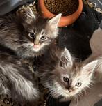 Maine coon kittens, Meerdere dieren, Met stamboom, 0 tot 2 jaar
