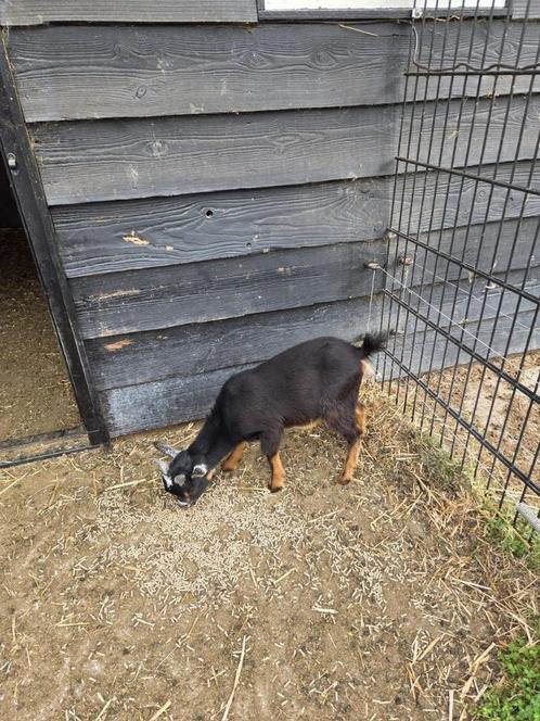 3 mooie Bokjes te koop, Dieren en Toebehoren, Schapen, Geiten en Varkens, Geit, Mannelijk