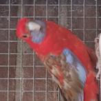 Pernanten, Dieren en Toebehoren, Meerdere dieren, Papegaai
