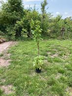 Frambozenstruik in pot, Ophalen, In pot, Halfschaduw, 100 tot 250 cm