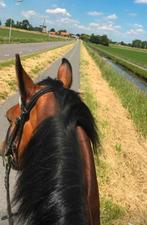 Box vrij v pony op kleine stal Oterleek (omg. Heerhugowaard), Dieren en Toebehoren, Weidegang