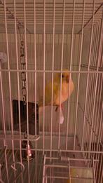 Karakiki van eind juli 2025 te koop., Dieren en Toebehoren