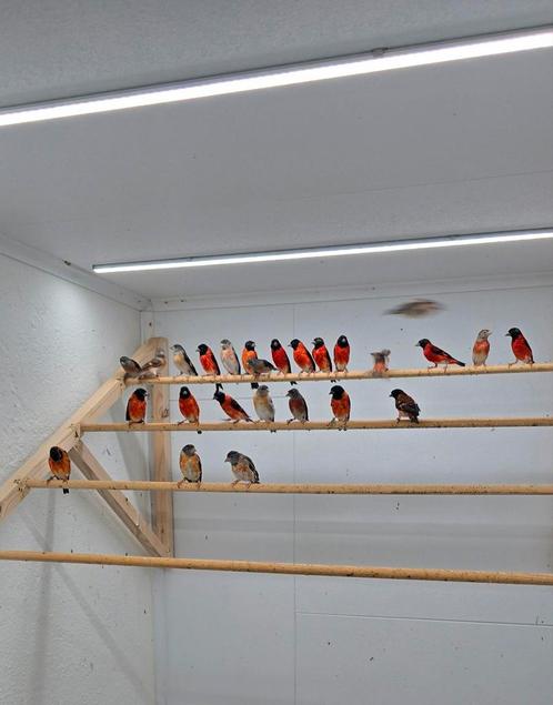 Kapoetsensijs, Dieren en Toebehoren, Vogels | Overige Vogels, Tropenvogel, Meerdere dieren