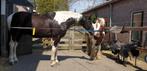 paardenhotel & buitenrit met leenpaard en gids, Stalling, 4 paarden of pony's of meer