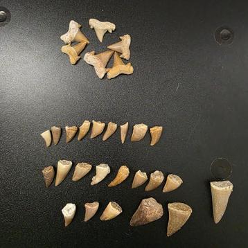 Collectie fossiele tanden (Haai en Mosasaurus) 28 tanden beschikbaar voor biedingen