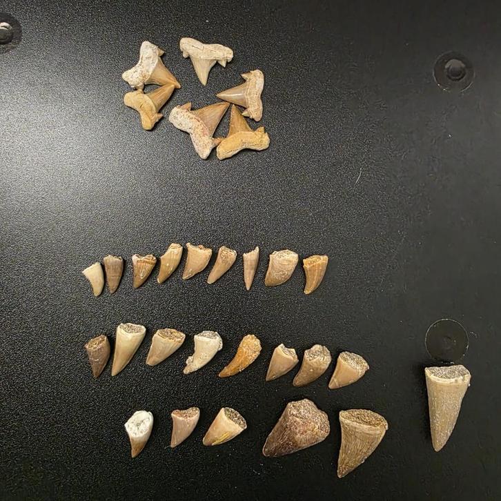 Collectie fossiele tanden (Haai en Mosasaurus) 28 tanden, Verzamelen, Mineralen en Fossielen, Fossiel, Ophalen of Verzenden