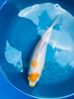 Koi Karper | Koi Karpers | Kohaku Koi, Dieren en Toebehoren, Vissen | Vijvervissen, Karper of Koi