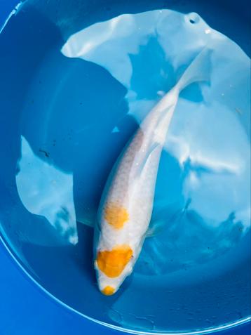 Koi Karper | Koi Karpers | Kohaku Koi beschikbaar voor biedingen