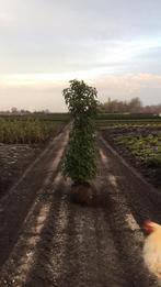 Portugese laurier Prunus Lusitanica diverse maten, Tuin en Terras, Ophalen, Laurier, 100 tot 250 cm