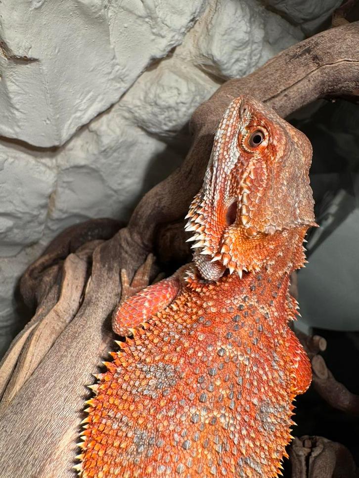 Rode baardagaam man nakweek juni 25, Dieren en Toebehoren, Reptielen en Amfibieën, Hagedis, 0 tot 2 jaar