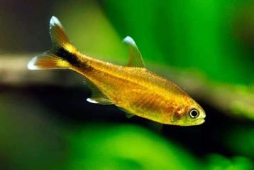 1x hasemania nana silver tip tetra beschikbaar voor biedingen