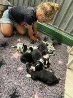 Australian Shepherd met stamboom, Nederland, CDV (hondenziekte), 8 tot 15 weken, Teef