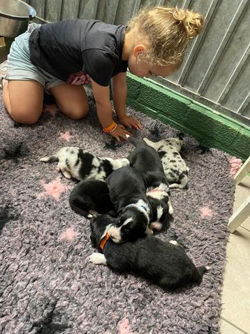 Australian Shepherd met stamboom beschikbaar voor biedingen