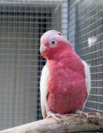 Te ruil. Lutino rose kaketoe pop, Dieren en Toebehoren, Vrouwelijk, Papegaai, Geringd