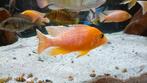 Aulonocara Fire fish (oranje), Dieren en Toebehoren, Vissen | Aquariumvissen
