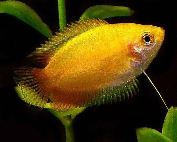 Honing Gourami Goud - Prachtig visje voor je aquarium, Dieren en Toebehoren, Vissen | Aquariumvissen, Zoetwatervis, Vis