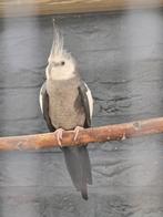 Valkparkiet man, Dieren en Toebehoren, Mannelijk