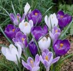 bloembollen, Ophalen of Verzenden, Najaar, Volle zon, Bloembol