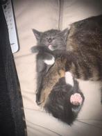 2 kittens te koop (SPOED), Dieren en Toebehoren, Katten en Kittens | Overige Katten, Poes, Kortharig, 0 tot 2 jaar